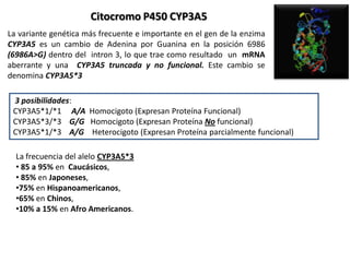Citocromo P450 CYP3A5
La variante genética más frecuente e importante en el gen de la enzima
CYP3A5 es un cambio de Adenina por Guanina en la posición 6986
(6986A>G) dentro del intron 3, lo que trae como resultado un mRNA
aberrante y una CYP3A5 truncada y no funcional. Este cambio se
denomina CYP3A5*3

 3 posibilidades:
 CYP3A5*1/*1 A/A Homocigoto (Expresan Proteína Funcional)
 CYP3A5*3/*3 G/G Homocigoto (Expresan Proteína No funcional)
 CYP3A5*1/*3 A/G Heterocigoto (Expresan Proteína parcialmente funcional)

  La frecuencia del alelo CYP3A5*3
  • 85 a 95% en Caucásicos,
  • 85% en Japoneses,
  •75% en Hispanoamericanos,
  •65% en Chinos,
  •10% a 15% en Afro Americanos.
 