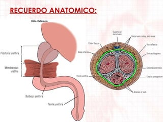 RECUERDO ANATOMICO:

 