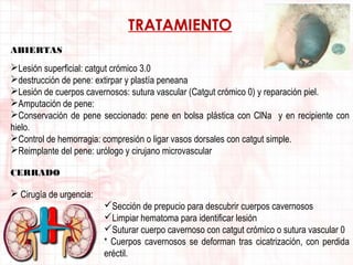 TRATAMIENTO
ABIERTAS

Lesión superficial: catgut crómico 3.0
destrucción de pene: extirpar y plastía peneana
Lesión de cuerpos cavernosos: sutura vascular (Catgut crómico 0) y reparación piel.
Amputación de pene:
Conservación de pene seccionado: pene en bolsa plástica con ClNa y en recipiente con
hielo.
Control de hemorragia: compresión o ligar vasos dorsales con catgut simple.
Reimplante del pene: urólogo y cirujano microvascular
CERRADO

 Cirugía de urgencia:
Sección de prepucio para descubrir cuerpos cavernosos
Limpiar hematoma para identificar lesión
Suturar cuerpo cavernoso con catgut crómico o sutura vascular 0
* Cuerpos cavernosos se deforman tras cicatrización, con perdida
eréctil.

 