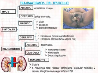 TRAUMATISMOS DEL TESTICULO
ABIERTO

arma blanca o fuego

TIPOS
CERRADO golpe en escroto.
ABIERTO
SINTOMAS

 Dolor
 Sangrado
 Exposición testicular

CERRADO

 Hematocele (túnica vaginal indemne)
 Hematoma escrotal (túnica vaginal rota)

ABIERTO
DIAGNOSTICO
CERRADO

Observación.
 Hematoma escrotal
 Hematocele
 Dolor a la palpación

TRATAMIENTO

 Sutura
 t. Albugínea rota: resecar parénquima testicular herniado y
suturar albugínea con catgut crómico 2.0

 