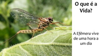A Efêmera vive
de uma hora a
um dia
O que é a
Vida?
 
