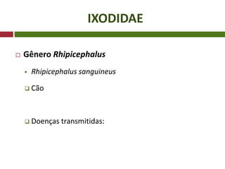 IXODIDAE
 Gênero Rhipicephalus
 Rhipicephalus sanguineus
 Cão
 Doenças transmitidas:
 