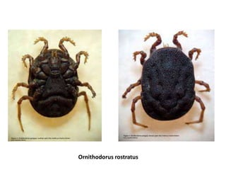 Ornithodorus rostratus
 