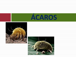 ÁCAROS
 