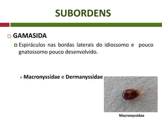 SUBORDENS
 GAMASIDA
 Espiráculos nas bordas laterais do idiossomo e pouco
gnatossomo pouco desenvolvido.
Macronyssidae e Dermanyssidae
Macronyssidae
 