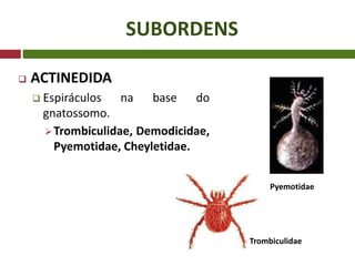 SUBORDENS
 ACTINEDIDA
 Espiráculos na base do
gnatossomo.
Trombiculidae, Demodicidae,
Pyemotidae, Cheyletidae.
Pyemotidae
Trombiculidae
 