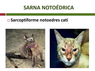 SARNA NOTOÉDRICA
 Sarcoptiforme notoedres cati
 