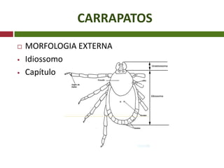 CARRAPATOS
 MORFOLOGIA EXTERNA
 Idiossomo
 Capítulo
 