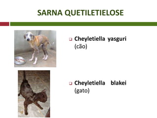 SARNA QUETILETIELOSE
 Cheyletiella yasguri
(cão)
 Cheyletiella blakei
(gato)
 
