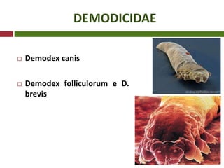 DEMODICIDAE
 Demodex canis
 Demodex folliculorum e D.
brevis
 