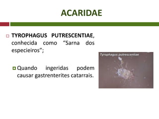 ACARIDAE
 TYROPHAGUS PUTRESCENTIAE,
conhecida como “Sarna dos
especieiros”;
 Quando ingeridas podem
causar gastrenterites catarrais.
 