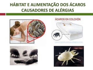 HÁBITAT E ALIMENTAÇÃO DOS ÁCAROS
CAUSADORES DE ALÉRGIAS
 