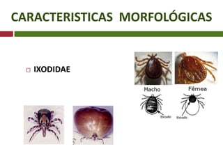 CARACTERISTICAS MORFOLÓGICAS
 IXODIDAE
 