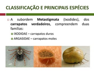 CLASSIFICAÇÃO E PRINCIPAIS ESPÉCIES
 A subordem Metastigmata (Ixodides), dos
carrapatos verdadeiros, compreendem duas
famílias:
 IXODIDAE – carrapatos duros
 ARGASIDAE – carrapatos moles
 