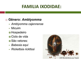FAMILIA IXODIDAE:
 Gênero: Amblyomma
 Amblyomma cajennense
 Micuim
 Hospedeiro
 Ciclo de vida
 São vetores:
 Babesia equi
 Rickettsia rickttssi
 