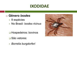 IXODIDAE
 Gênero Ixodes
 9 espécies
 No Brasil: Ixodes ricinus
 Hospedeiros: bovinos
 São vetores:
 Borrelia burgdorferi
 