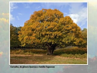 Carvalho, do gênero Quercus e família Fagaceae
 