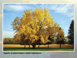 Nogueira, do gênero Juglans e família Juglandaceae
 