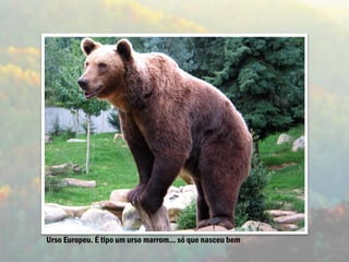 Urso Europeu. É tipo um urso marrom... só que nasceu bem
 