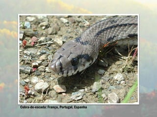 Cobra-de-escada: França, Portugal, Espanha
 
