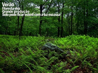 Verão
Floresta viva
Grande produção
Solo pode ficar estéril com a luz escassa
 