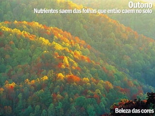 Outono
Nutrientes saem das folhas que então caem no solo




                                 Beleza das cores
 