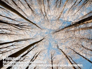 Primavera
Muitas plantas aproveitam o sol
Sementes postas na primavera passam o verão dormentes
 