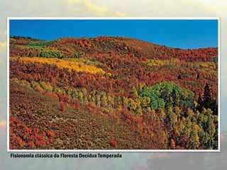 Fisionomia clássica da Floresta Decídua Temperada
 