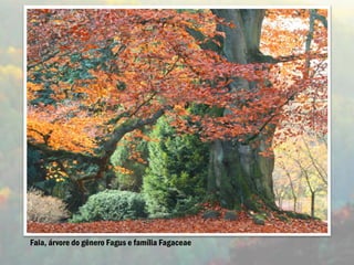 Faia, árvore do gênero Fagus e família Fagaceae
 