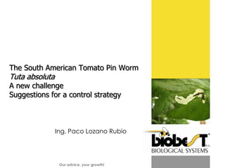 The South American Tomato Pin Worm
Tuta absoluta
A new challenge
Suggestions for a control strategy



                Ing. Paco Lozano Rubio




                 Our advice, your growth!
 