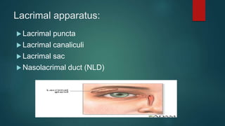 Lacrimal apparatus:
 Lacrimal puncta
 Lacrimal canaliculi
 Lacrimal sac
 Nasolacrimal duct (NLD)
 
