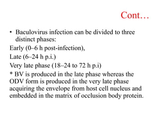 Cont…
• Baculovirus infection can be divided to three
distinct phases:
Early (0–6 h post-infection),
Late (6–24 h p.i.)
Very late phase (18–24 to 72 h p.i)
* BV is produced in the late phase whereas the
ODV form is produced in the very late phase
acquiring the envelope from host cell nucleus and
embedded in the matrix of occlusion body protein.
 