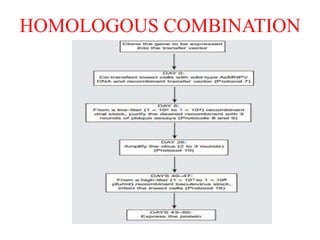 HOMOLOGOUS COMBINATION
 