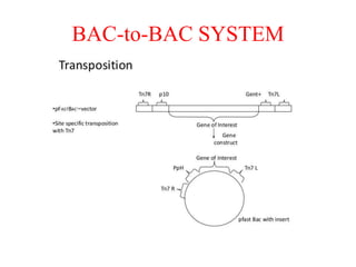 BAC-to-BAC SYSTEM
 