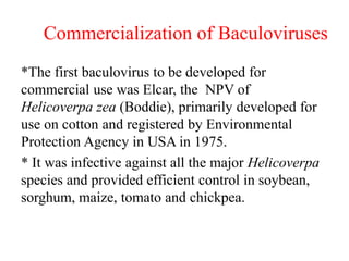 Commercialization of Baculoviruses
*The first baculovirus to be developed for
commercial use was Elcar, the NPV of
Helicoverpa zea (Boddie), primarily developed for
use on cotton and registered by Environmental
Protection Agency in USA in 1975.
* It was infective against all the major Helicoverpa
species and provided efficient control in soybean,
sorghum, maize, tomato and chickpea.
 