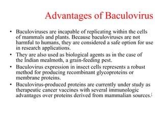 Advantages of Baculovirus
• Baculoviruses are incapable of replicating within the cells
of mammals and plants. Because baculoviruses are not
harmful to humans, they are considered a safe option for use
in research applications.
• They are also used as biological agents as in the case of
the Indian mealmoth, a grain-feeding pest.
• Baculovirus expression in insect cells represents a robust
method for producing recombinant glycoproteins or
membrane proteins.
• Baculovirus-produced proteins are currently under study as
therapeutic cancer vaccines with several immunologic
advantages over proteins derived from mammalian sources.[
 