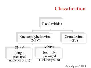 Classification
Baculoviridae
Nucleopolyhedrovirus
(NPV)
SNPV
(single
packaged
nucleocapsids)
MNPV
(multiple
packaged
nucleocapsids)
Granulovirus
(GV)
- Murphy et al.,1995
 