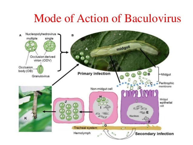 INSECT CONTROL USING BACULOVIRUS VECTOR