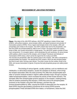 MECHANISM OF JAK-STAK PATHWAYS
Figure - Key steps of the JAK-STAT pathway. JAK-STAT signalling is made of three major
proteins: cell-surface receptors, Janus kinases (JAKs), and signal transducer and activator of
transcription proteins (STATs). Once a ligand (red triangle) binds to the receptor, JAKs add
phosphates (red circles) to the receptor. Two STAT proteins then bind to the phosphates, and
then the STATs are phosphorylated by JAKs to form a dimer. The dimer enters the nucleus,
binds to DNA, and causes transcription of target genes. The JAK-STAT system consists of three
main components: (1) a receptor (green), which penetrates the cell membrane, (2) Janus kinase
(JAK) (yellow), which is bound to the receptor, and (3) Signal Transducer and Activator of
Transcription (STAT) (blue), which carries the signal into the nucleus and DNA.
The red dots are phosphates. After the cytokine binds to the receptor, JAK adds a phosphate to
(phosphorylates) the receptor. This attracts the STAT proteins, which are also phosphorylated
and bind to each other, forming a pair (dimer). The dimer moves into the nucleus, binds to the
DNA, and causes transcription of genes. Enzymes that add phosphate groups are called protein
kinases.
The binding of various ligands, usually cytokines, such as interferons and
interleukins, to cell-surface receptors, causes the receptors to dimerize, which brings
the receptor-associated JAKs into close proximity.The JAKs then phosphorylate each
other on tyrosine residues located in regions called activation loops, through a process
called transphosphorylation, which increases the activity of their kinase domains. The
activated JAKs then phosphorylate tyrosine residues on the receptor, creating binding
sites for proteins possessing SH2 domains. STATs then bind to the phosphorylated
tyrosines on the receptor using their SH2 domains, and then they are
tyrosine-phosphorylated by JAKs, causing the STATs to dissociate from the receptor. At
least STAT5 requires glycosylation at threonine 92 for strong STAT5 tyrosine
phosphorylation.These activated STATs form hetero- or homodimers, where the SH2
 