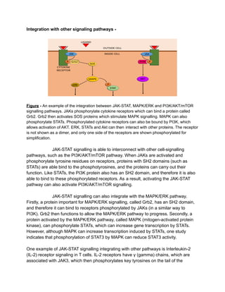 Integration with other signaling pathways -
Figure - An example of the integration between JAK-STAT, MAPK/ERK and PI3K/AKT/mTOR
signalling pathways. JAKs phosphorylate cytokine receptors which can bind a protein called
Grb2. Grb2 then activates SOS proteins which stimulate MAPK signalling. MAPK can also
phosphorylate STATs. Phosphorylated cytokine receptors can also be bound by PI3K, which
allows activation of AKT. ERK, STATs and Akt can then interact with other proteins. The receptor
is not shown as a dimer, and only one side of the receptors are shown phosphorylated for
simplification.
JAK-STAT signalling is able to interconnect with other cell-signalling
pathways, such as the PI3K/AKT/mTOR pathway. When JAKs are activated and
phosphorylate tyrosine residues on receptors, proteins with SH2 domains (such as
STATs) are able bind to the phosphotyrosines, and the proteins can carry out their
function. Like STATs, the PI3K protein also has an SH2 domain, and therefore it is also
able to bind to these phosphorylated receptors. As a result, activating the JAK-STAT
pathway can also activate PI3K/AKT/mTOR signalling.
JAK-STAT signalling can also integrate with the MAPK/ERK pathway.
Firstly, a protein important for MAPK/ERK signalling, called Grb2, has an SH2 domain,
and therefore it can bind to receptors phosphorylated by JAKs (in a similar way to
PI3K). Grb2 then functions to allow the MAPK/ERK pathway to progress. Secondly, a
protein activated by the MAPK/ERK pathway, called MAPK (mitogen-activated protein
kinase), can phosphorylate STATs, which can increase gene transcription by STATs.
However, although MAPK can increase transcription induced by STATs, one study
indicates that phosphorylation of STAT3 by MAPK can reduce STAT3 activity.
One example of JAK-STAT signalling integrating with other pathways is Interleukin-2
(IL-2) receptor signaling in T cells. IL-2 receptors have γ (gamma) chains, which are
associated with JAK3, which then phosphorylates key tyrosines on the tail of the
 