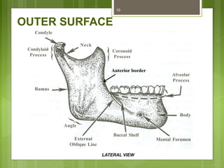 OUTER SURFACE
Anterior border
LATERAL VIEW
10
 