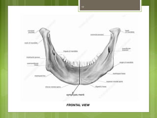 11
FRONTAL VIEW
symphysis menti
 