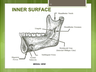 INNER SURFACE
13
MEDIAL VIEW
 