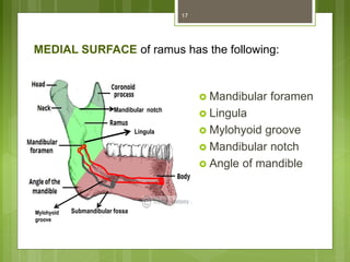 MEDIAL SURFACE of ramus has the following:
 Mandibular foramen
 Lingula
 Mylohyoid groove
 Mandibular notch
 Angle of mandible
17
Lingula
Submandibular fossaMylohyoid
groove
Mandibular notch
 