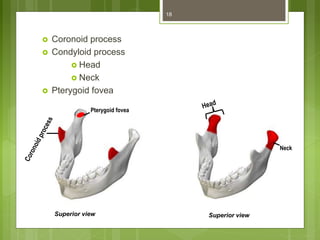  Coronoid process
 Condyloid process
 Head
 Neck
 Pterygoid fovea
18
Superior view Superior view
Pterygoid fovea
Neck
 