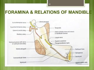 FORAMINA & RELATIONS OF MANDIBLE
22
Mandibular
foramen
Mental foramen
 