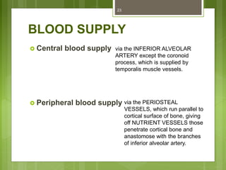 BLOOD SUPPLY
 Central blood supply
 Peripheral blood supply
23
via the INFERIOR ALVEOLAR
ARTERY except the coronoid
process, which is supplied by
temporalis muscle vessels.
via the PERIOSTEAL
VESSELS, which run parallel to
cortical surface of bone, giving
off NUTRIENT VESSELS those
penetrate cortical bone and
anastomose with the branches
of inferior alveolar artery.
 