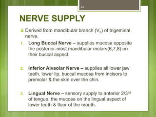 NERVE SUPPLY
 Derived from mandibular branch (V3) of trigeminal
nerve.
1. Long Buccal Nerve – supplies mucosa opposite
the posterior-most mandibular molars(6,7,8) on
their buccal aspect.
2. Inferior Alveolar Nerve – supplies all lower jaw
teeth, lower lip, buccal mucosa from incisors to
premolar & the skin over the chin.
3. Lingual Nerve – sensory supply to anterior 2/3rd
of tongue, the mucosa on the lingual aspect of
lower teeth & floor of the mouth.
24
 