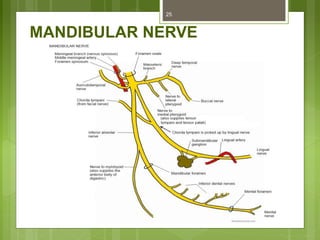 MANDIBULAR NERVE
25
 