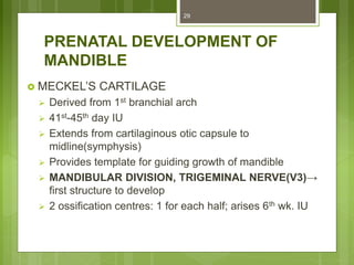 PRENATAL DEVELOPMENT OF
MANDIBLE
 MECKEL’S CARTILAGE
 Derived from 1st branchial arch
 41st-45th day IU
 Extends from cartilaginous otic capsule to
midline(symphysis)
 Provides template for guiding growth of mandible
 MANDIBULAR DIVISION, TRIGEMINAL NERVE(V3)→
first structure to develop
 2 ossification centres: 1 for each half; arises 6th wk. IU
29
 